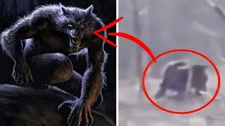 कैमरे मे कैद कुछ असली भेड़िया मानव| real werewolf caught on camera |caught on tape |werewolves |cctv