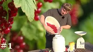 Wein selber machen