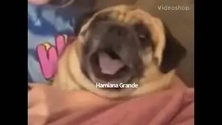 Wholesome Stan Twitter videos: Pug Screaming