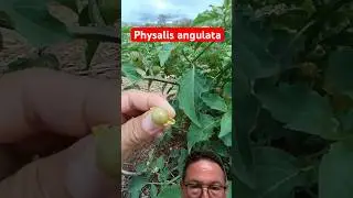 Physalis angulata e uma planta maravilhosa #agrobim #agronomia #youtubeshorts #viral