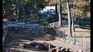 Goldy's Yard  103pm Equine runners Janine Amber Ben ; Goaties paddock 10182024