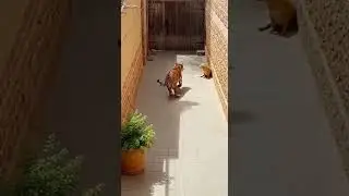Giant Tiger Instantly Regrets Meeting This Tiny Dog And Escapes