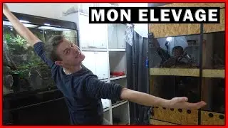 MA PI&Egrave;CE D&rsquo;&Eacute;LEVAGE REPTILE - EUBLEPHARIS