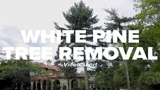 White Pine Tree Removal Short
