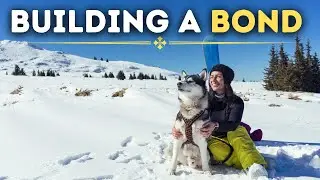 5 Ways On How To Build A BOND With Your Husky!