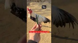 Check Out The Rooster&rsquo;s Attitude During Feeding😀#shorts #rooster #birds