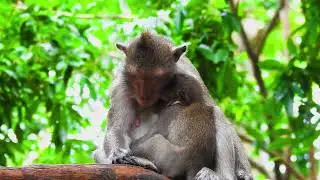 monkey smart at Angkor thom #love #animals #zoo #art #nature #cute