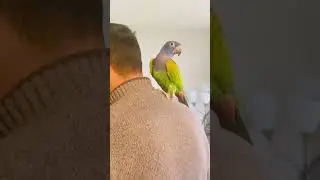 🌈🦜BINGE AWESOME COCO 30 #poinusparrot #pets #binge #nature #parrot