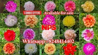 50 colors 500 Rs - Pathumani Poovu -Table Rose - Portulaca - Moss Rose -WhatsApp : 8248414402