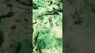 Trigger fish#reef trigger#Hawaiian trigger fish#subscribe