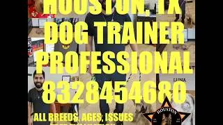#1 PRO DOG TRAINER IN HOUSTON WHEIMARANER OBEDIENCE TRAINING