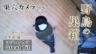 シジュウカラの巣箱(巣穴カメラ) 野鳥 Great tit Bird Nest Box Live Camera 2026/01/28