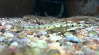 Psilorhynchus sucatio