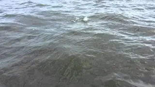 Bayou Dularge Trout Fishing!