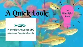 Glowlight Tetra Glimpse