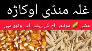 DHAN PRICE TODAY OKARA MANDI MAIZE RATE TODAY OKARA MANDI PUNJAB PAKISTAN 14.002.2026