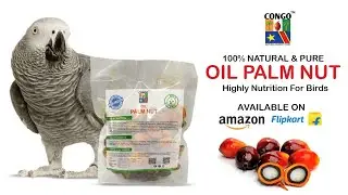 Oil Palm Nut For Highly Nutrition For Birds | Parrot Food | Bird Nutrition | Pet Food
