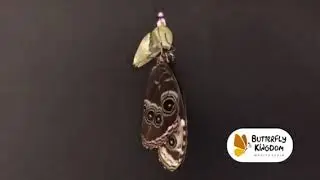 Time Lapse Butterfly pupa | Camara Rapida video de mariposa naciendo