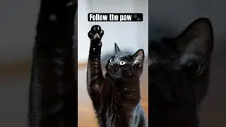 Do what cats do best... 🐾😈#InteractiveVideo #POV
