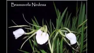 Maravilhoso Mundo das Orquídeas