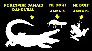 Les Dents Des &Eacute;cureuils Sont Orange Et 50+ Faits Sur Les Animaux Que Tu Voudras Chercher Sur Google