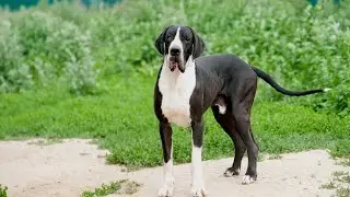 Great Dane Paw Care and Moisturizers