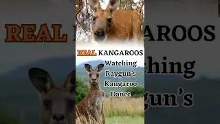 Real Animal Reaction to RAYGUN'S BREAKDANCE #olympics #animals  #funny
