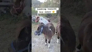 Animal shows pure love❤️ #prashmitadhungel #viralvideo #europe #croatia #rijeka @Prazzmehh #animals