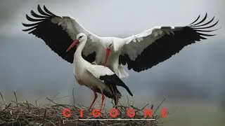 Cigogne | le renard et la cigogne | cigognes et compagnie | nid