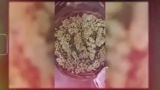 gurdeep vlog ajj asi apne plat vich angur tordn gea