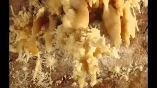 Exploded Flowers and Anthodites
