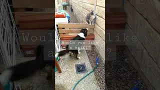 Puppy love❤️ Gorgeous Border Collie greets neighbour cat