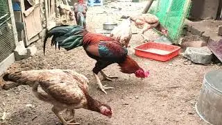ASEEL V85 தூக்குவாள் சண்டைசேவலின் சிறப்பு? பிரச்சனை?
