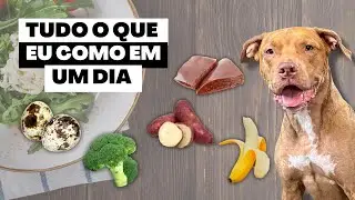 TOP 10 OS MELHORES V&Iacute;DEOS DE ALIMENTA&Ccedil;&Atilde;O PET | tudo o que eu como em um dia 🥦🥩🍠