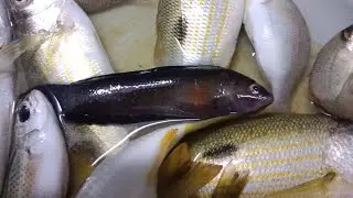 Pseudochromis Persicus-  Bluespotted dottyback Fish