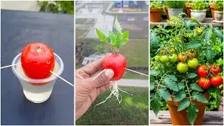 Growing tomato plant at home | Fruit turn into plant method