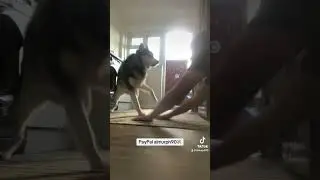 Playing with my husky (Wolfie) I get BELTED in the head😆😂🙈🤕