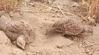 partridge bird breeding season,teetar bird egg season