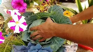  Today's Harvesting and care tips #gardening #terracegarden #nature #organic #passion #love 