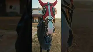 Bursa hipodromu 💯 PanzerMAN 🐎     #yavruhayvanlar #kesfet #reelsvideo