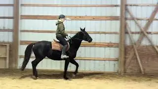 Dancin Trixie- Junior Rider