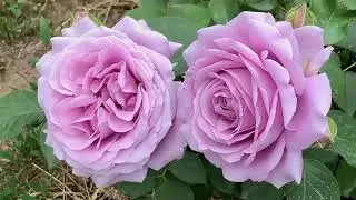 Розы. Любимые сорта. 3 часть