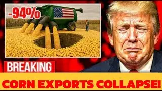 94% Drop! U.S. Corn Exports Collapse in Record Downturn