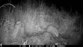Badger cubs!