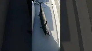 This King Mackerel Wasn&rsquo;t Done Fighting Yet #fishing #offshorefishing