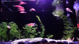 FISH    TK danio and Albino corydoras