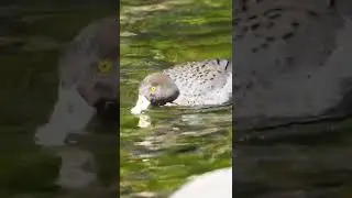 STUNNING NATIVE DUCKS