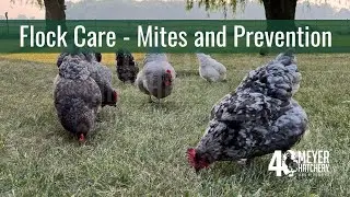 Flock Care Tips - Mites and Your Chickens!