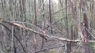 Dooligah tree structures in Victoria