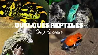 MES COUPS DE COEUR REPTILES - Quelques pépites de la terrario !
